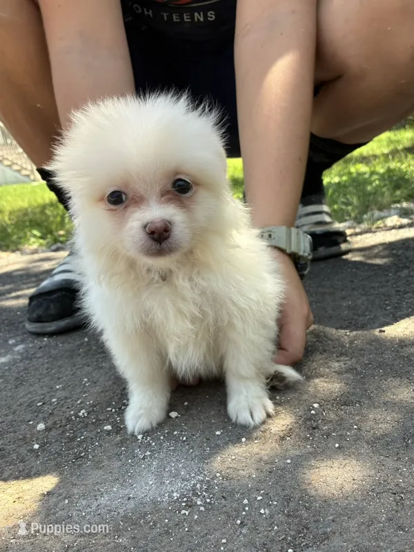 Lavender – Pomeranian puppy for sale in Pipe Creek, TX