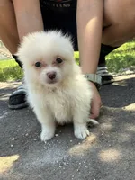 Lavender, a female Pomeranian for sale in Pipe Creek, TX – 1 of 1