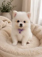 Lavender, a female Pomeranian for sale in Pipe Creek, TX – 1 of 2