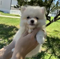 Mochi, a female Pomeranian for sale in Pipe Creek, TX – 2 of 2