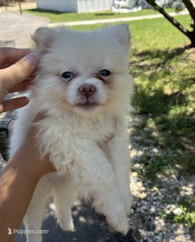 Rosie – Pomeranian puppy for sale in Pipe Creek, TX