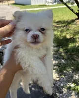 Rosie, a female Pomeranian for sale in Pipe Creek, TX – 1 of 2