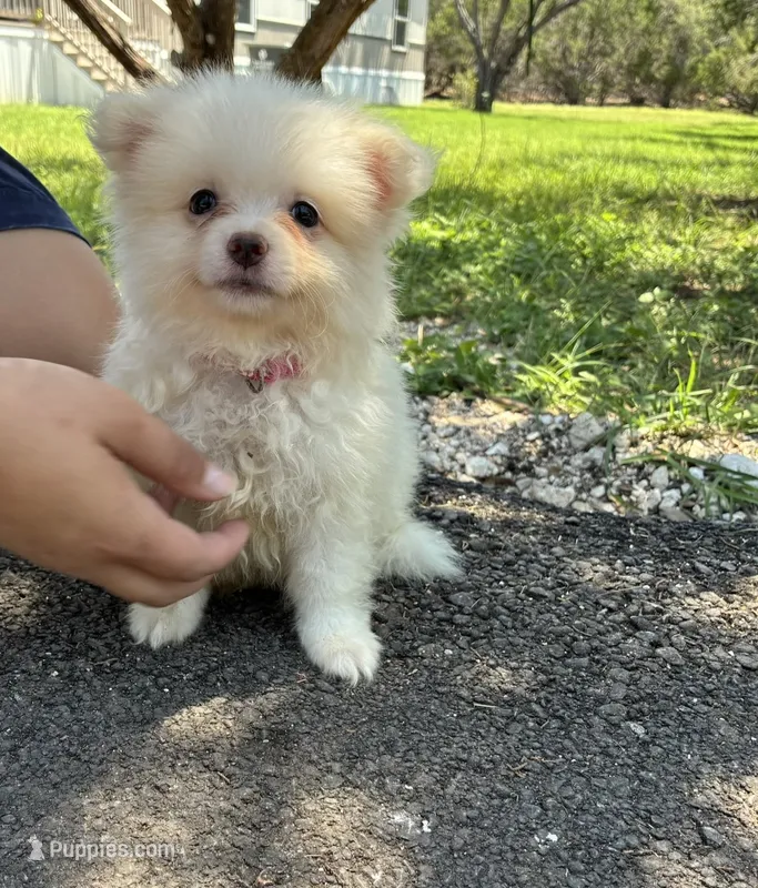 Daisy – Pomeranian puppy for sale in Pipe Creek, TX