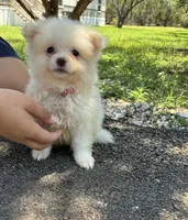 Daisy, a female Pomeranian for sale in Pipe Creek, TX – 1 of 2