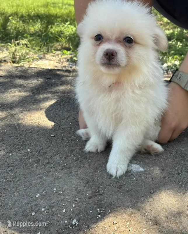 Peaches – Pomeranian puppy for sale in Pipe Creek, TX