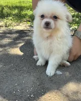 Peaches, a female Pomeranian for sale in Pipe Creek, TX – 1 of 1