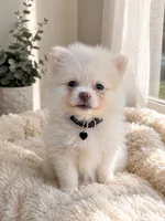 Hazel, a female Pomeranian for sale in Pipe Creek, TX – 1 of 1