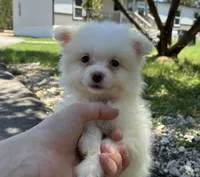 Daisy, a female Pomeranian for sale in Pipe Creek, TX – 2 of 2