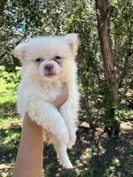 Rosie, a female Pomeranian for sale in Pipe Creek, TX – 2 of 2