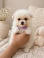 Lavender, a female Pomeranian for sale in Pipe Creek, TX – 2 of 2