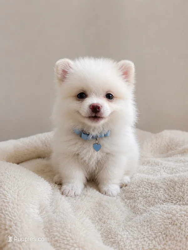 Maple – Pomeranian puppy for sale in Pipe Creek, TX