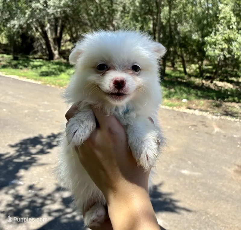 Maple – Pomeranian puppy for sale in Pipe Creek, TX