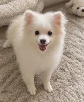 Daisy, a female Pomeranian for sale in Pipe Creek, TX – 1 of 1