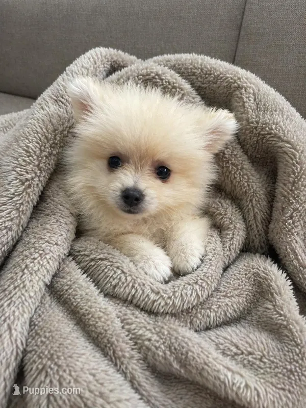 Benji – Pomeranian puppy for sale in Pipe Creek, TX