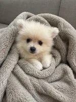 Benji, a male Pomeranian for sale in Pipe Creek, TX – Photo 1 of 3