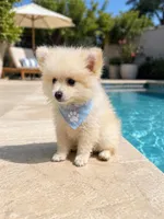 Benji, a male Pomeranian for sale in Pipe Creek, TX – Photo 3 of 3