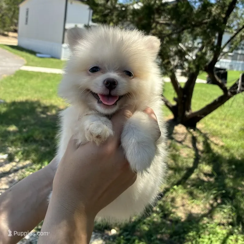 Mochi – Pomeranian puppy for sale in Pipe Creek, TX