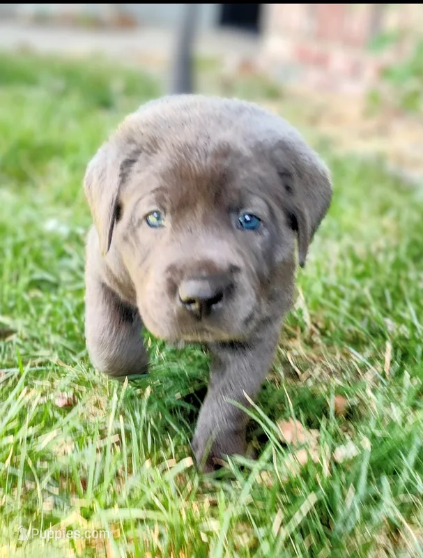 Silver – Labrador Retriever puppy for sale in Tehachapi, CA