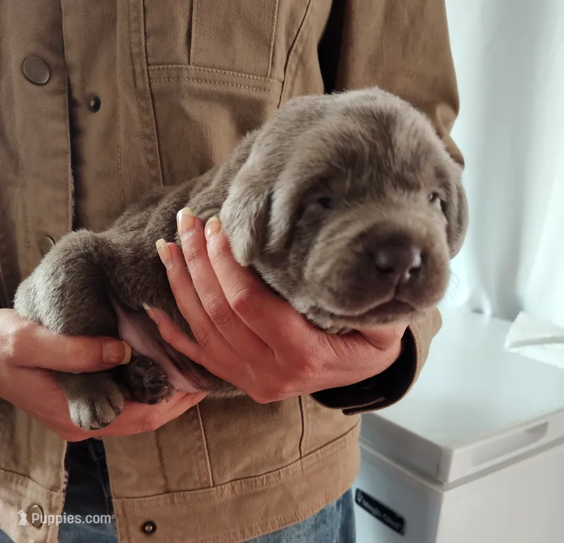 Silver – Labrador Retriever puppy for sale in Tehachapi, CA