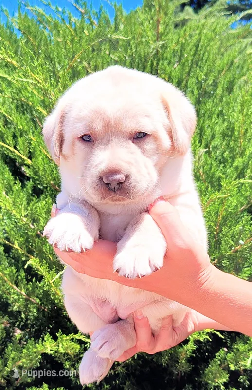 Yellow – Labrador Retriever puppy for sale in Tehachapi, CA