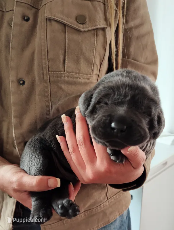 Charcoal – Labrador Retriever puppy for sale in Tehachapi, CA