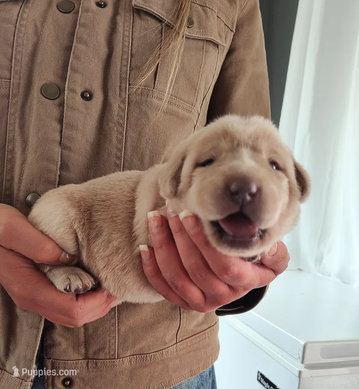 Yellow – Labrador Retriever puppy for sale in Tehachapi, CA