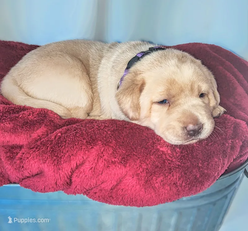 Yellow – Labrador Retriever puppy for sale in Tehachapi, CA