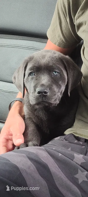 Charcoal – Labrador Retriever puppy for sale in Tehachapi, CA