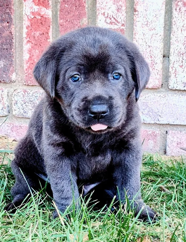 Charcoal – Labrador Retriever puppy for sale in Tehachapi, CA