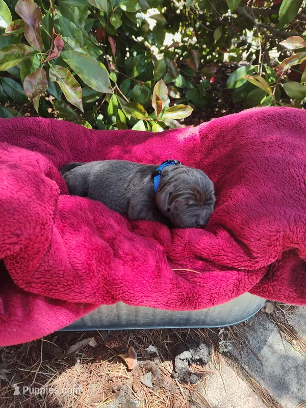 Charcoal – Labrador Retriever puppy for sale in Tehachapi, CA