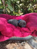 Charcoal, a male Labrador Retriever for sale in Tehachapi, CA – 1 of 1
