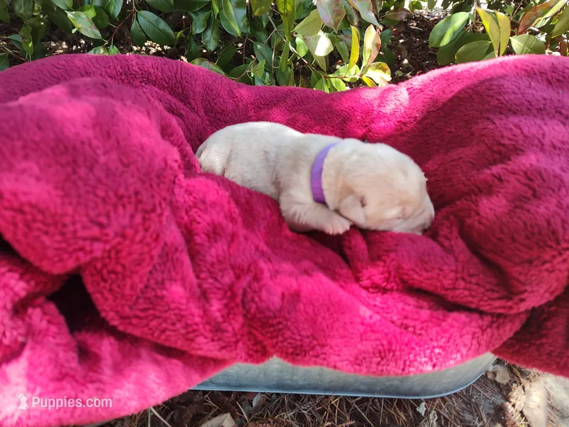 Yellow – Labrador Retriever puppy for sale in Tehachapi, CA