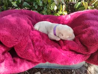 Yellow, a female Labrador Retriever for sale in Tehachapi, CA – 1 of 1