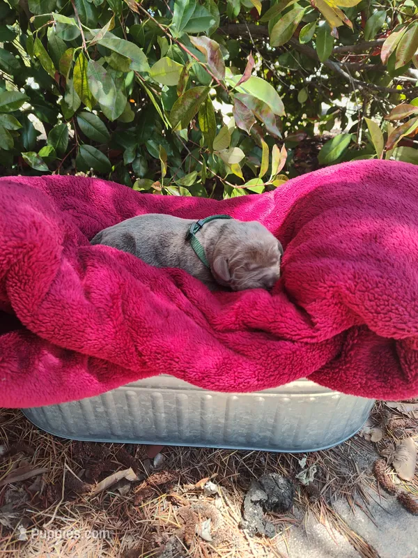 Silver – Labrador Retriever puppy for sale in Tehachapi, CA