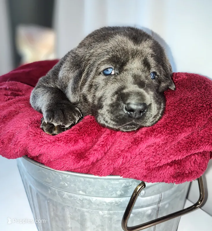 Charcoal – Labrador Retriever puppy for sale in Tehachapi, CA