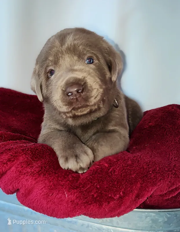 Silver – Labrador Retriever puppy for sale in Tehachapi, CA