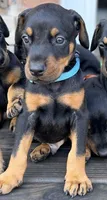 Kayrat (strong, energetic) Prepaid AKC reg, microchip, champ bloodline, a male Doberman Pinscher for sale in Orland Park, IL – 3 of 3