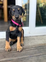 Mia, a female Doberman Pinscher for sale in Orland Park, IL – 2 of 2