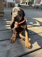 Maxim, a male Doberman Pinscher for sale in Orland Park, IL – 4 of 4