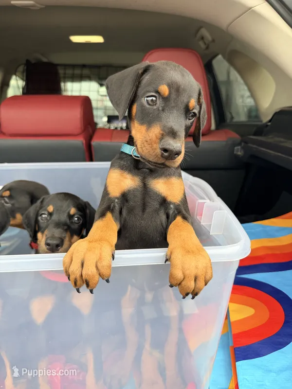 Kayrat (meaning strong, energetic) – Doberman Pinscher puppy for sale in Orland Park, IL