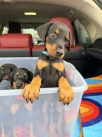 Kayrat (strong, energetic) -  AKC reg, microchip, champion bloodline, a male Doberman Pinscher for sale in Orland Park, IL – 1 of 3