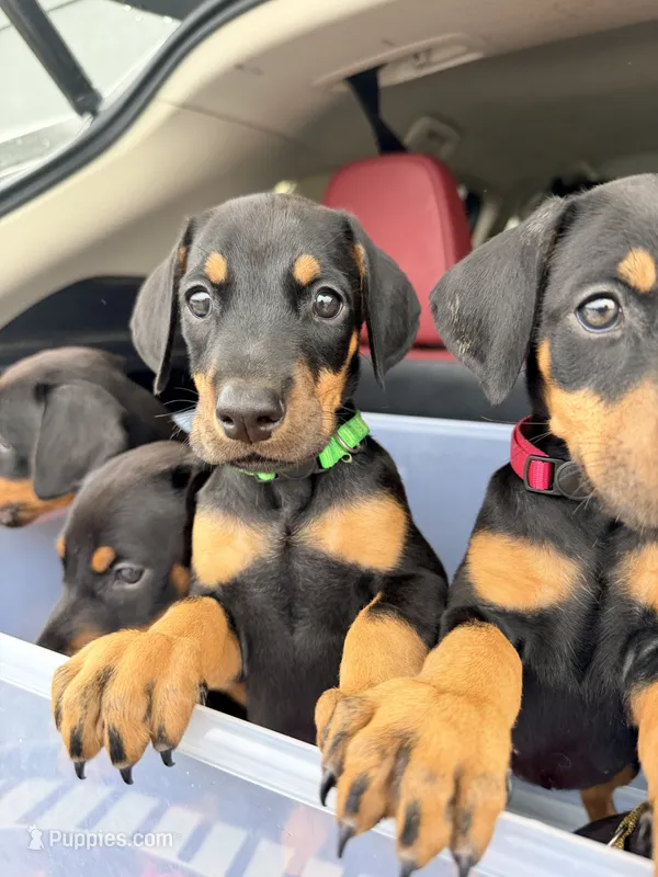 Daisy – Doberman Pinscher puppy for sale in Orland Park, IL
