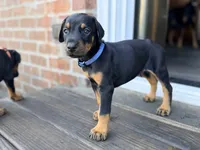 Batyr (Warrior, Military leader) - AKC reg, microchip, champ bloodline, a male Doberman Pinscher for sale in Orland Park, IL – 5 of 5