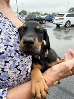 Bozqurt (Grey Wolf) - AKC reg, microchipped, champion bloodline, a male Doberman Pinscher for sale in Orland Park, IL – 4 of 4