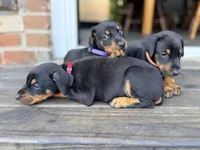 Red  - AKC registration, microchipped, champion bloodline, a male Doberman Pinscher for sale in Orland Park, IL – 5 of 5