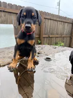 Red  - AKC registration, microchipped, champion bloodline, a male Doberman Pinscher for sale in Orland Park, IL – 4 of 5