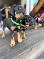 Daisy -  AKC registration, microchipped, champion bloodline, a female Doberman Pinscher for sale in Orland Park, IL – 3 of 3