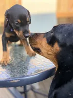 Aslan (Lion), a male Doberman Pinscher for sale in Orland Park, IL – 3 of 4