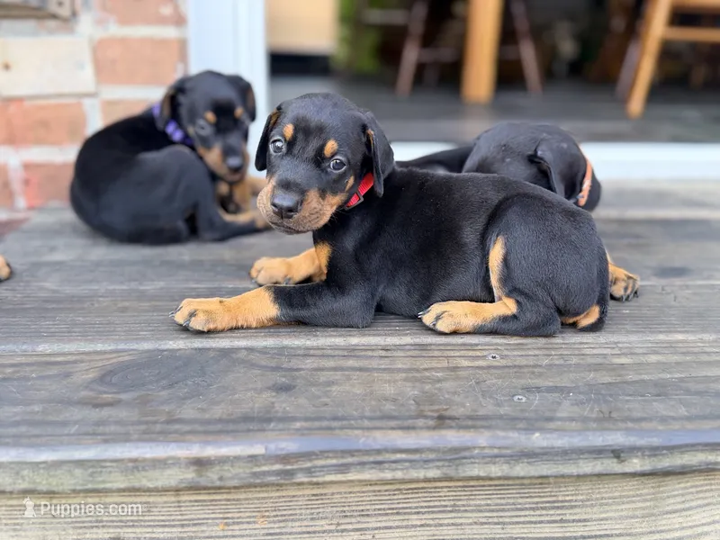 Red – Doberman Pinscher puppy for sale in Orland Park, IL