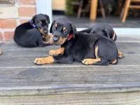 Red  - AKC registration, microchipped, champion bloodline, a male Doberman Pinscher for sale in Orland Park, IL – 1 of 5